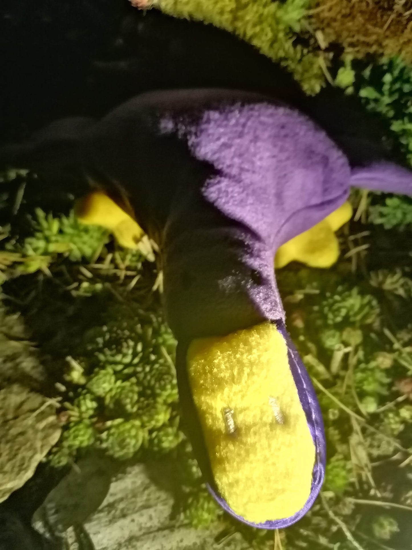 SD: Gans Gundula ITH 30er