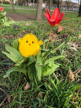 Laden Sie das Bild in den Galerie-Viewer, SD: schnelle Eierschalen Küken 3 10er